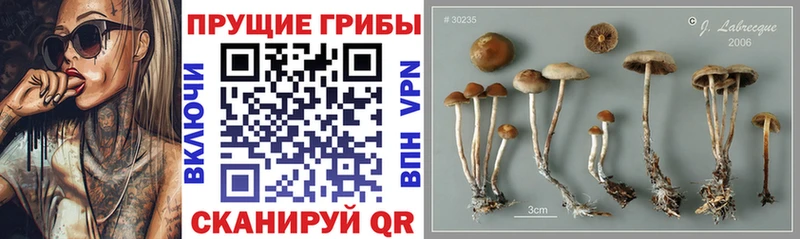 МЕГА онион Сольвычегодск Псилоцибиновые грибы Psilocybe